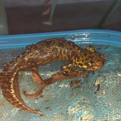 Triturus marmoratus