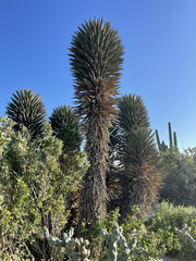 Yucca valida