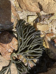 Codium