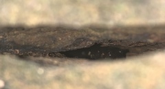 Caudata