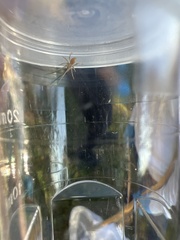 Cheiracanthium mildei