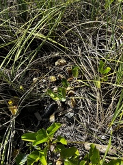 Amphimedon compressa