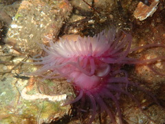 Limaria tuberculata