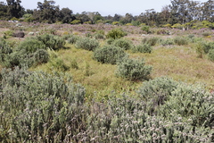 Aspalathus retroflexa retroflexa