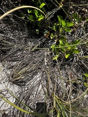 Amphimedon compressa