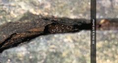 Caudata
