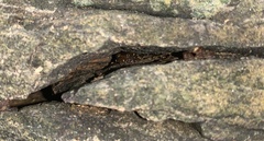 Caudata