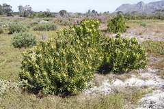 Leucadendron laureolum