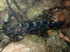Gobius paganellus