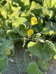 Eulobus sceptrostigma