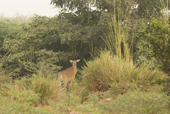 Boselaphus tragocamelus