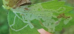 Phytomyza ranunculivora