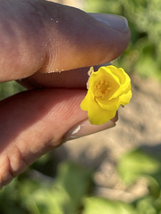 Eulobus sceptrostigma