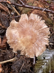 Inocybe