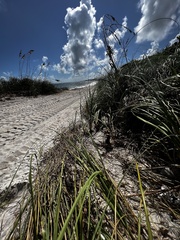 Amphimedon compressa