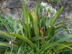 Crinum pedunculatum