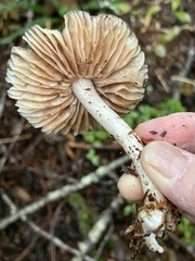 Inocybe