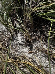 Amphimedon compressa