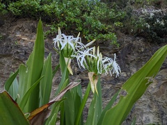 Crinum pedunculatum