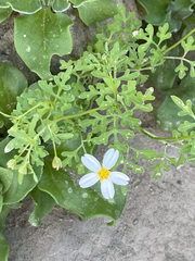 Coreocarpus parthenioides parthenioides