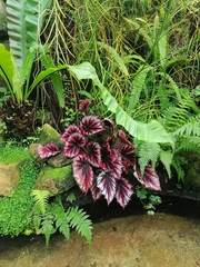 Begonia rex-cultorum