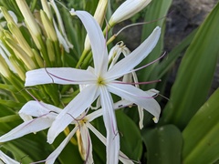 Crinum pedunculatum