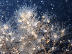 Bunodeopsis strumosa