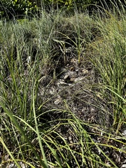 Amphimedon compressa