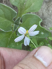 Coreocarpus parthenioides parthenioides