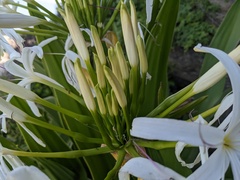 Crinum pedunculatum