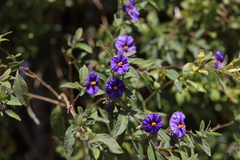 Lycianthes rantonnetii