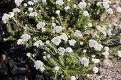 Metalasia pulchella
