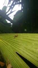 Ectatomma tuberculatum