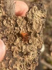 Metatrichia vesparium