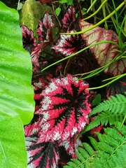 Begonia rex-cultorum