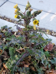 Sonchus asper