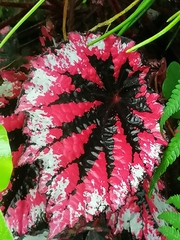 Begonia rex-cultorum
