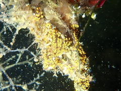 Botrylloides diegensis