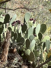 Opuntia engelmannii
