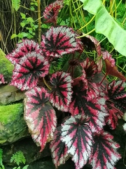 Begonia rex-cultorum