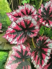 Begonia rex-cultorum