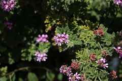 Pelargonium