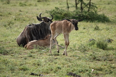 Connochaetes taurinus mearnsi