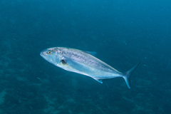 Seriola dumerili