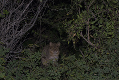 Prionailurus rubiginosus