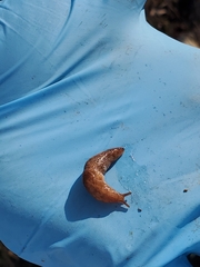 Deroceras reticulatum