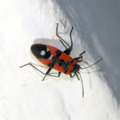 Lygaeus equestris