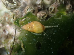 Tritia corniculum