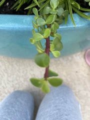 Portulacaria
