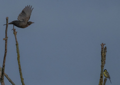 Turdus torquatus